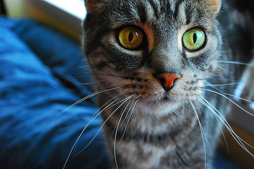 Cute Cat