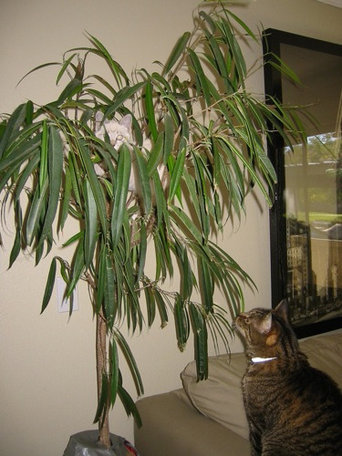 A Random Cat
