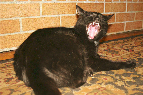 animal