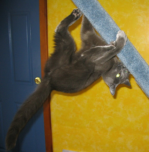 animal