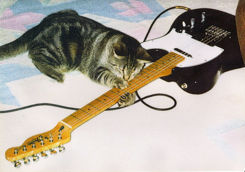 animal