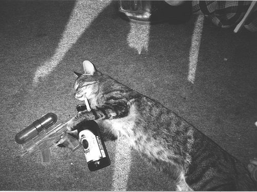 animal