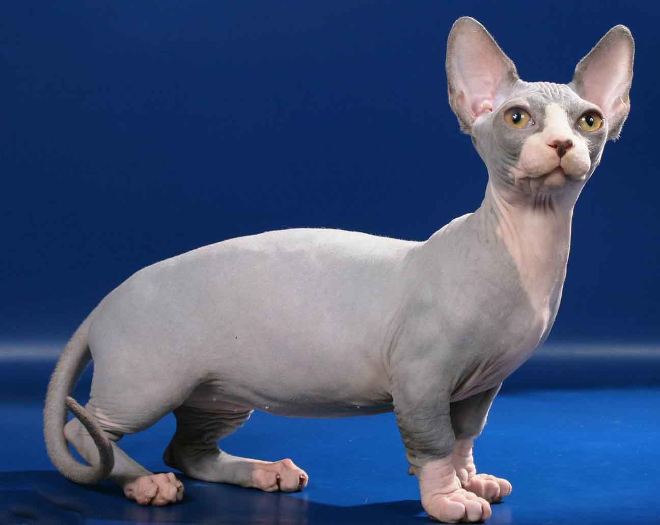 animal