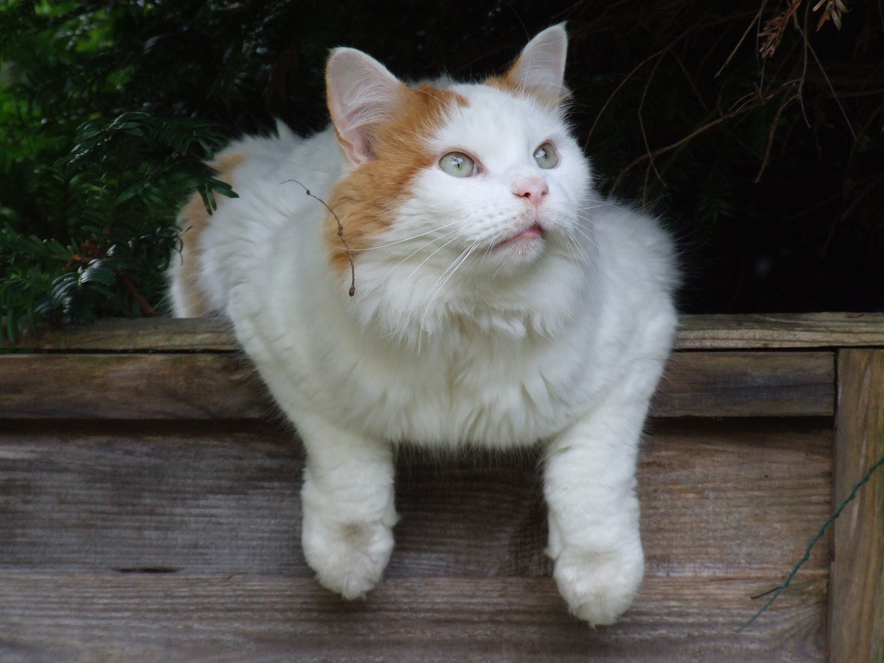 nd kedi mamasi