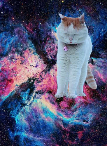 animal