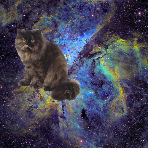 animal