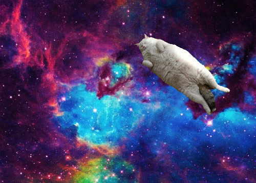animal