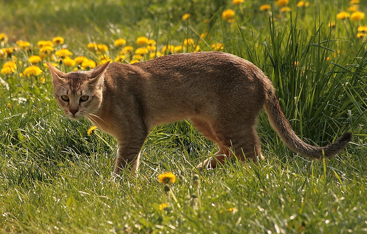 animal