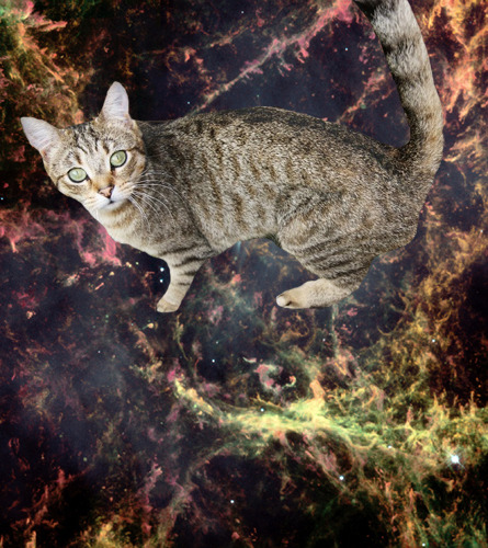 animal