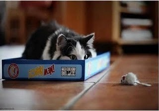 猫影像 3