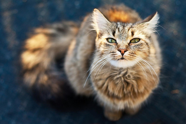 animal