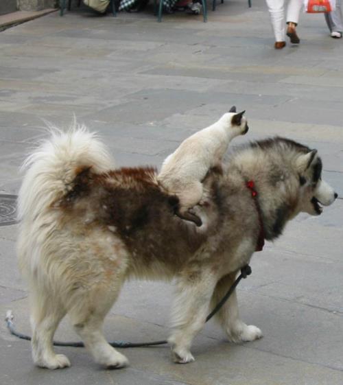 animal