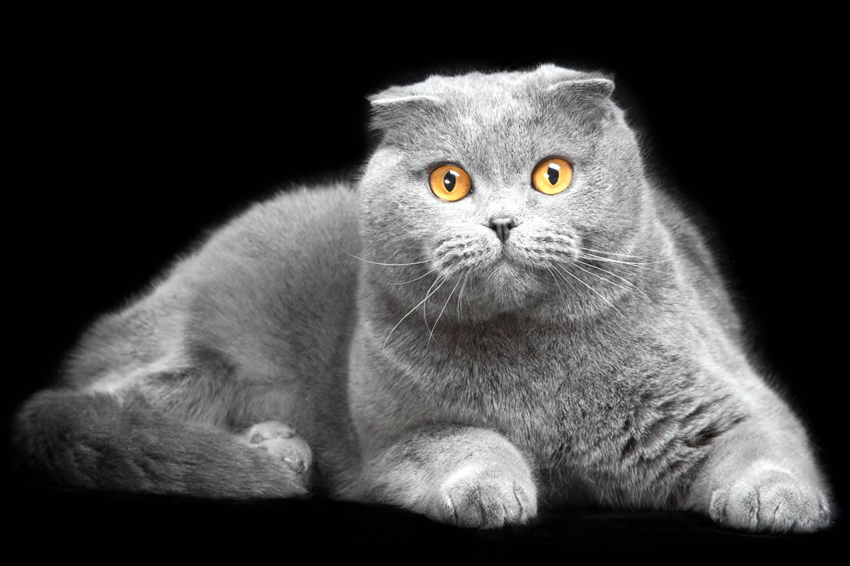 animal