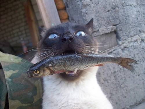 animal