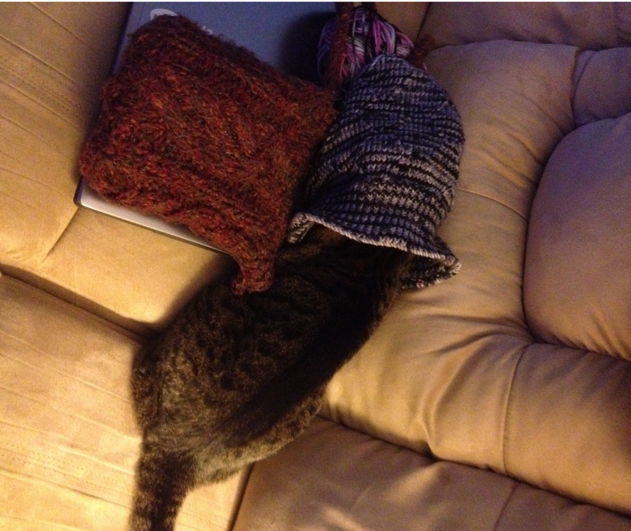 Resident Cat