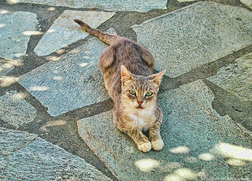 animal