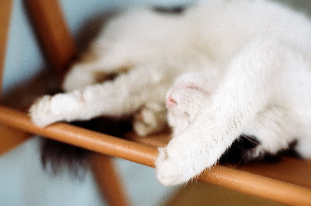 猫影像 2