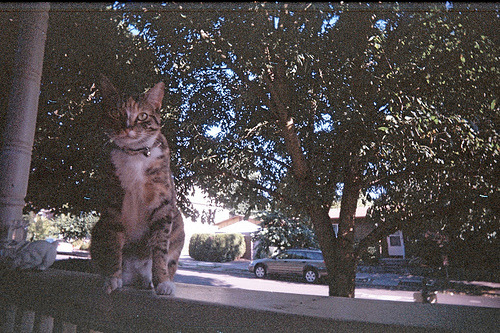 animal