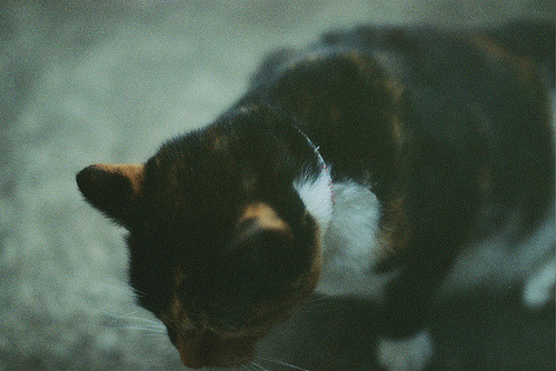 animal
