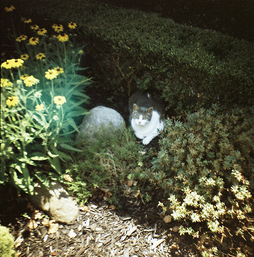 animal