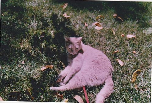 animal