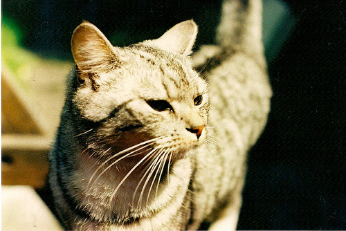 animal