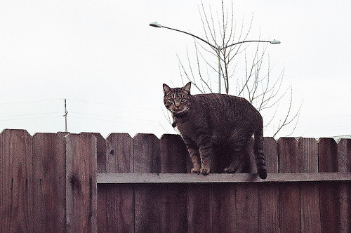 animal