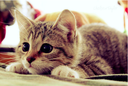 kedi barf diyeti