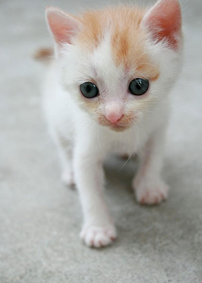 animal