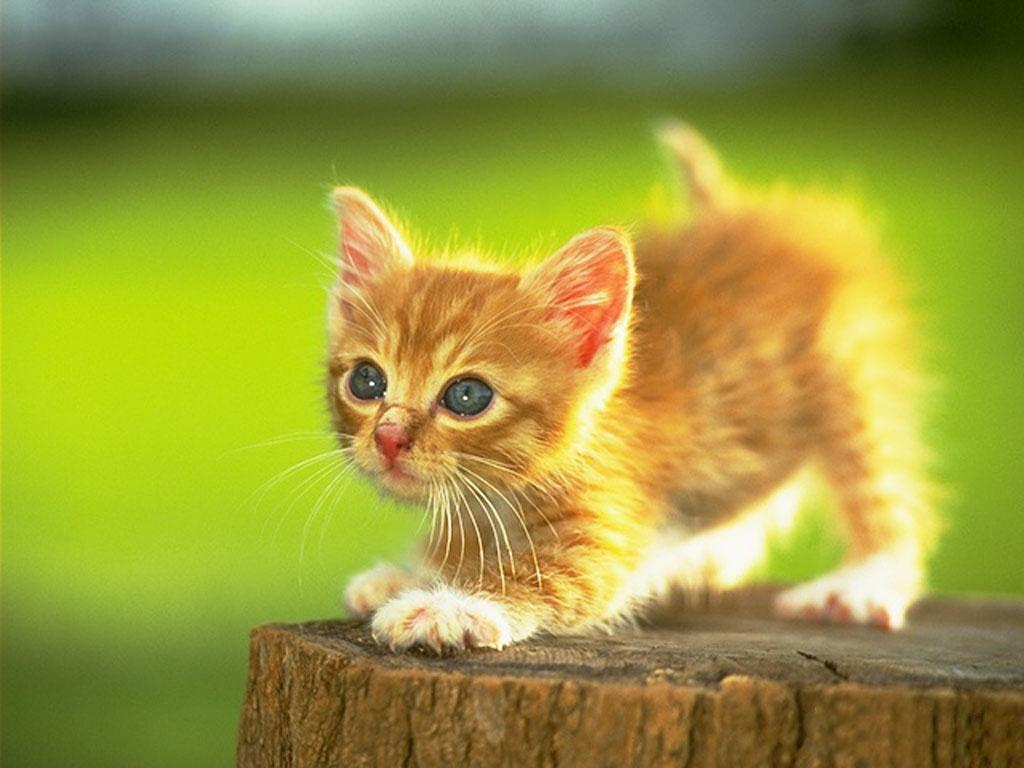 animal