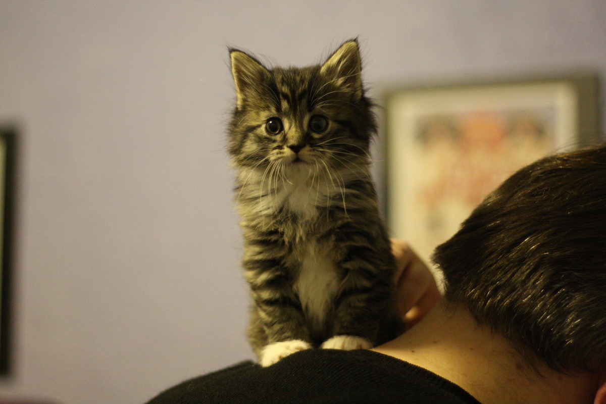 A Random Cat