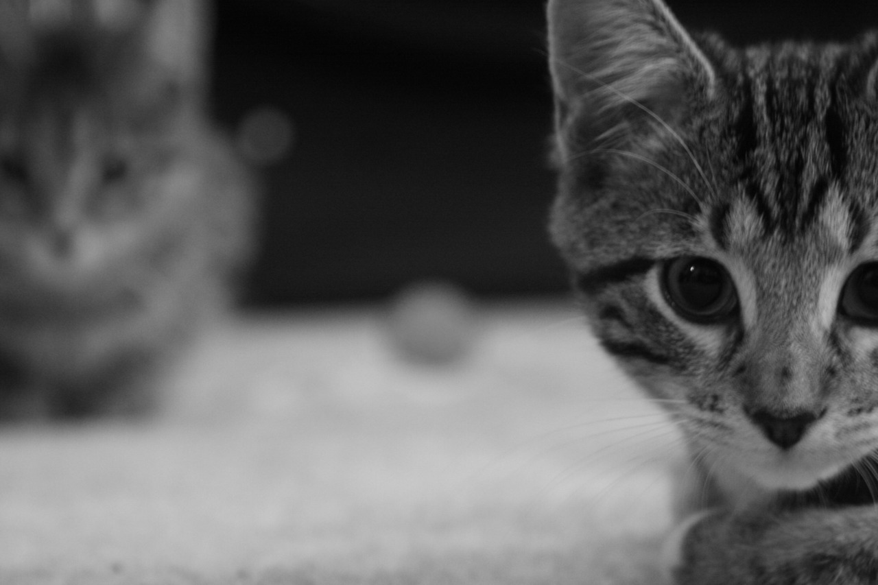 Random Cat