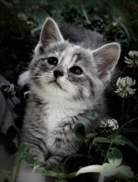 animal