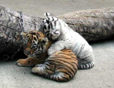 animal