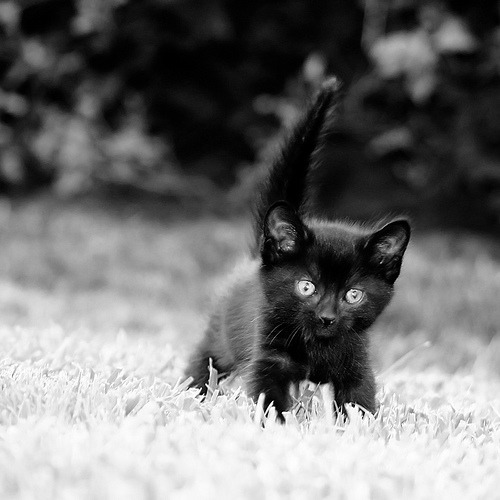 animal