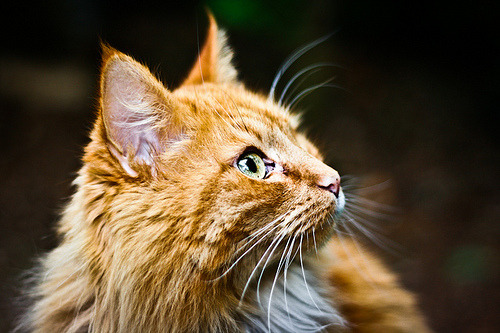 animal
