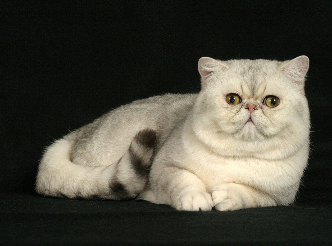 animal