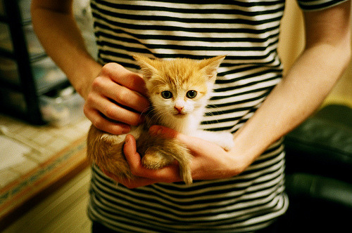animal