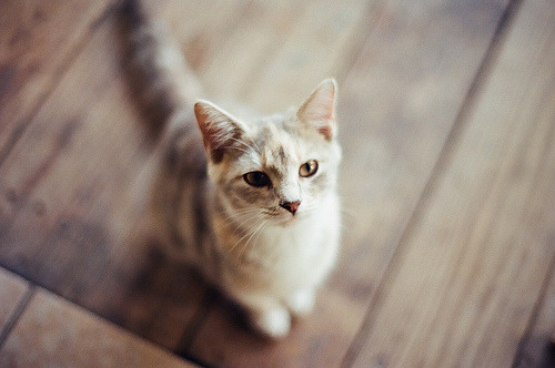animal
