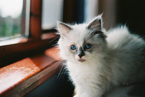 animal