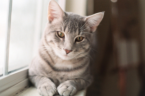 animal