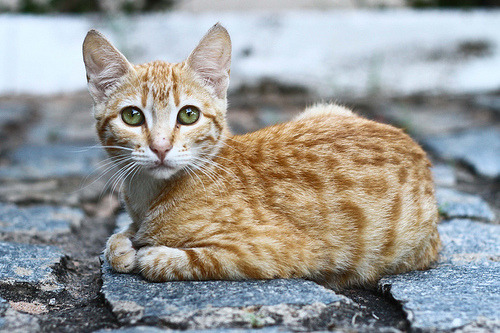 animal