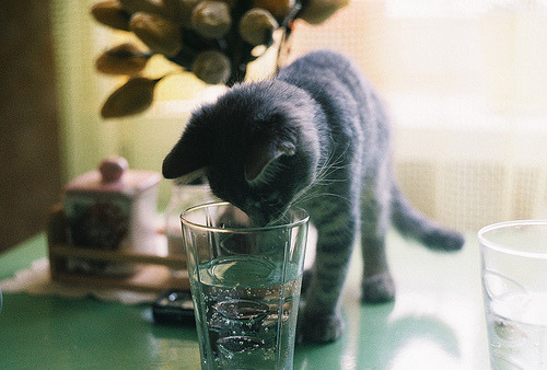 animal