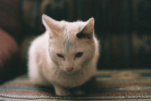 animal