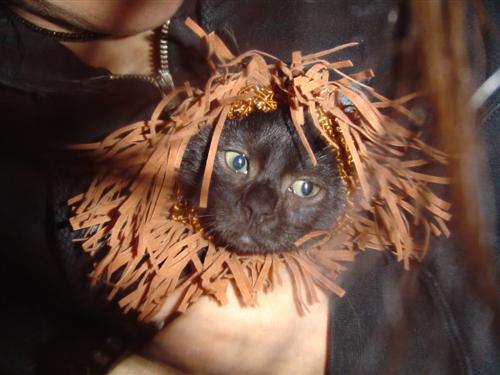 animal