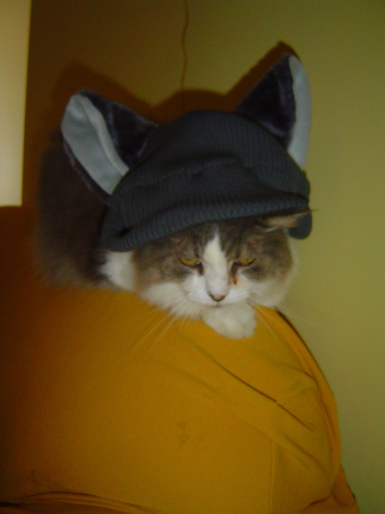cat image