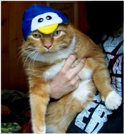 animal