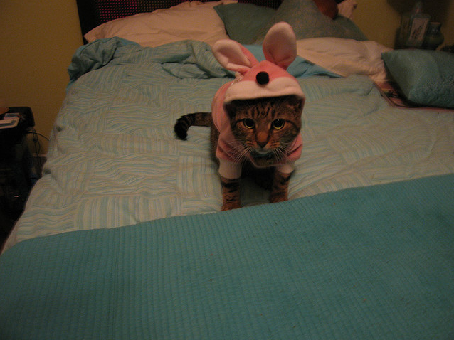 animal