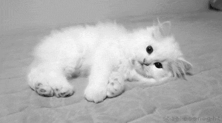 animal