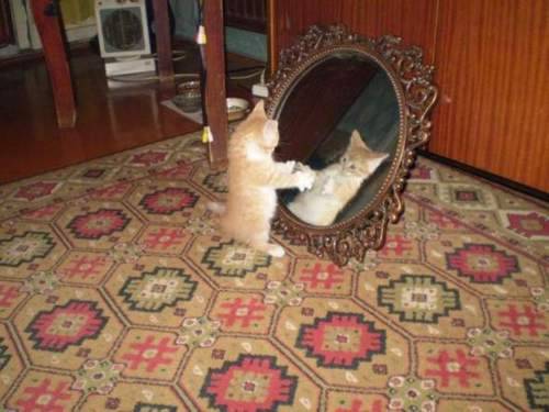 Random Cat